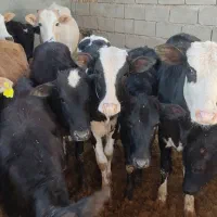 گوساله ماده۱۶ راس