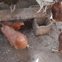 جوجه گلپایگان|حیوانات مزرعه|مه ولات, |دیوار