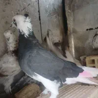 یک جفت کبوتر گوره|پرنده|کوهدشت, |دیوار