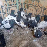 سینه ای یه سر شال|پرنده|شهرکرد, |دیوار