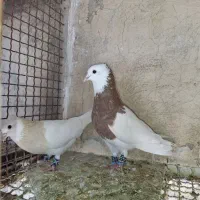 کبوتر طوقی هردو رنگ کم یاب وزیبا جفت وجوان