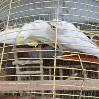 عروس هلندی|پرنده|بندر ترکمن, |دیوار