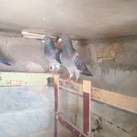 کبوتر|پرنده|تربت‌حیدریه, بازار|دیوار