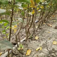 عرضه نهال سیب رندرز شناسه دار|خدمات باغبانی و درختکاری|بندر گز, |دیوار