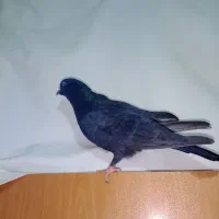کبوتر تهرانی زاغ نر