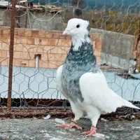 طوقی|پرنده|دلند, |دیوار