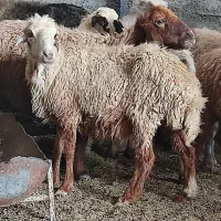 10،میش آبستن دور نزدیک دو قدچ|حیوانات مزرعه|وحدتیه, |دیوار