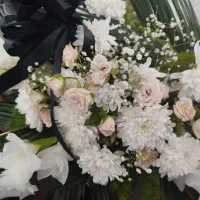 گل ترحیم نو|گل و گیاه طبیعی|تبریز, |دیوار