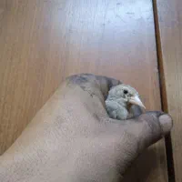 جوجه سهره نر برا منطقه لرستان|پرنده|رباطکریم, الارد|دیوار