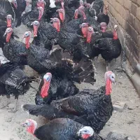 فروش فوری بوقلمون روستای کوسته|حیوانات مزرعه|بوکان, |دیوار