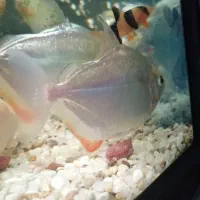 ماهی سیلور دالر|ماهی|میاندوآب, |دیوار