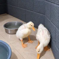 فروش یک جفت اردک ۶ماهه