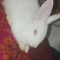 خرگوش نر