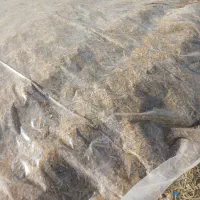 مقداری ذرت به فروش میرسد