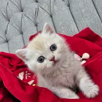 گربه های گوگولی و اصیل (پرشین بریتیش اسکاتیش)|گربه|بندرعباس, |دیوار