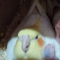 عروس هلندی گمشده