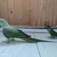 شاه طوطی نر دستی|پرنده|یزد, |دیوار