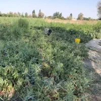 زمین زراعی مناسب برای گلخانه و دامداری|فروش دفتر صنعتی، کشاورزی، تجاری|ارومیه, |دیوار