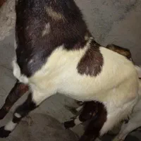 نری گله|حیوانات مزرعه|تخت, |دیوار