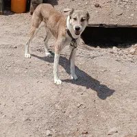 سگ نگهبان|سگ|قزوین, |دیوار