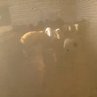 ۱۴راس سیشک شکم دوم قزل افشار|حیوانات مزرعه|فریدونشهر, |دیوار