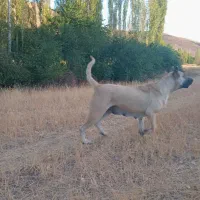 سگ سرابی ماده