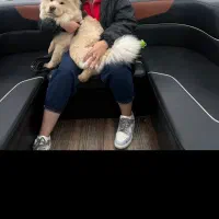 واگذاری چاو چاو