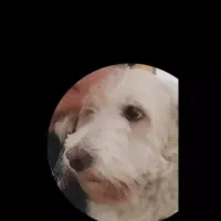 سگ شیتزو|سگ|آزادشهر, |دیوار