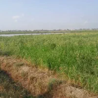 شالیزار|فروش دفتر صنعتی، کشاورزی، تجاری|کیاکلا, |دیوار