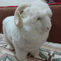 عروسک پت مت وبزغاله