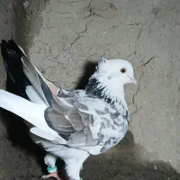 کبوتر ساعت بالا