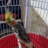 عروس نر ابلغ