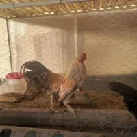 خروس|حیوانات مزرعه|مشکین‌دشت, |دیوار
