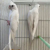عروس هلندی