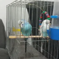 جفت مرغ عشق|پرنده|تهران, مهرآباد جنوبی|دیوار