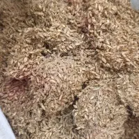 پرک جو دوسر جوانه گندم مالت جو