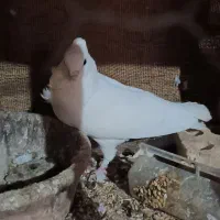 سفید سینه فر گمشده محدوده شهرک دانشگاه