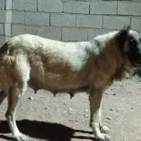 سگ ماده سرابی