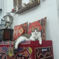 گربه خانگی رام