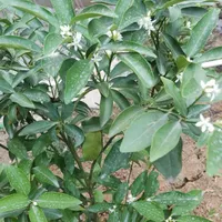 پلاک زمین مسکونی 140متری