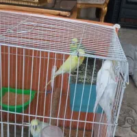 مرغ عشق دستی