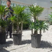 گلخانه تولیدی ارزان|گل و گیاه طبیعی|کرج, ندامتگاه کرج (قزلحصار)|دیوار