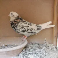 کفتر شازده سرور نر|پرنده|پاکدشت, خاتون آباد|دیوار