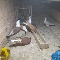 کبوتر فروشی هستند