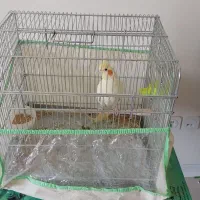 عروس هلندی