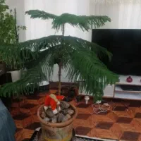 گل گاج