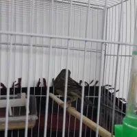 قناری|پرنده|گناباد, |دیوار