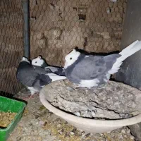 فروش نرو ماده شازده درج یک کاکلی|پرنده|اردکان, |دیوار
