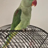 شاه طوطی 1و نیم ساله نر
