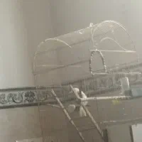 جفت عروس هلندی